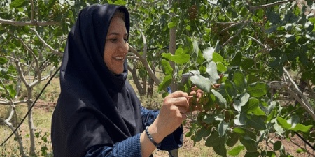 Résilience agricole -Pistachiculture en Iran : la FAO met en lumière le parcours inspirant d’une agricultrice