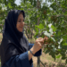 Résilience agricole -Pistachiculture en Iran : la FAO met en lumière le parcours inspirant d’une agricultrice