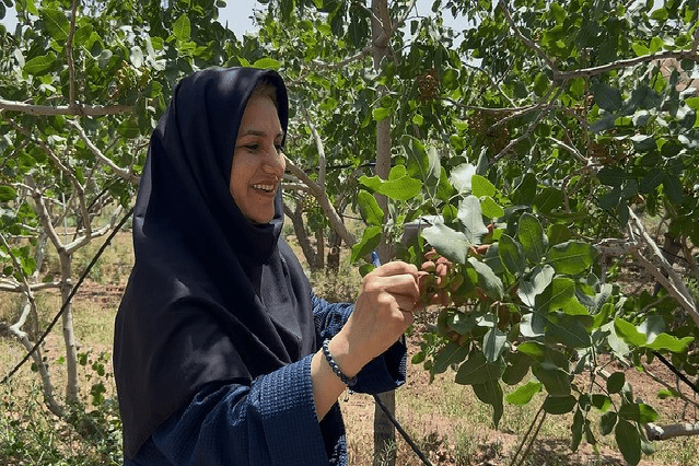 Résilience agricole -Pistachiculture en Iran : la FAO met en lumière le parcours inspirant d’une agricultrice