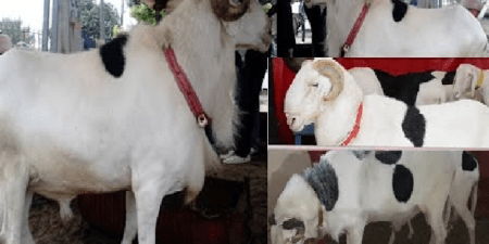 Vol de moutons ladoum : une bande armée sème la terreur dans une exploitation agricole, un vigile grièvement blessé