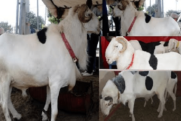 Vol de moutons ladoum : une bande armée sème la terreur dans une exploitation agricole, un vigile grièvement blessé