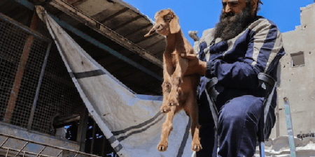 Un nouveau départ dans la bande de Gaza : Une assistance en espèces et des kits vétérinaires aident les éleveurs à reconstruire leurs moyens de subsistance