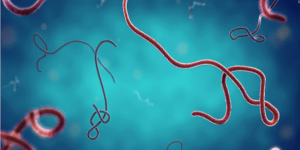 Propagation d’Ebola : le CDC Afrique active une riposte continentale et alerte face aux risques d’extension de l’épidémie