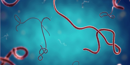 Propagation d’Ebola : le CDC Afrique active une riposte continentale et alerte face aux risques d’extension de l’épidémie