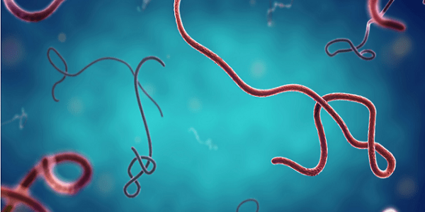 Propagation d’Ebola : le CDC Afrique active une riposte continentale et alerte face aux risques d’extension de l’épidémie