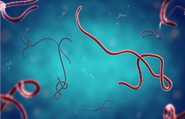 Propagation d’Ebola : le CDC Afrique active une riposte continentale et alerte face aux risques d’extension de l’épidémie