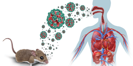 Alerte au hantavirus : aucun cas noté, mais le Sénégal renforce sa vigilance face à une menace sanitaire internationale