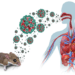 Alerte au hantavirus : aucun cas noté, mais le Sénégal renforce sa vigilance face à une menace sanitaire internationale