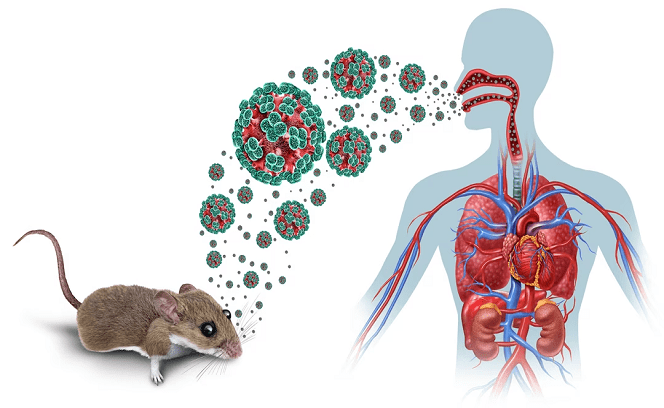 Alerte au hantavirus : aucun cas noté, mais le Sénégal renforce sa vigilance face à une menace sanitaire internationale