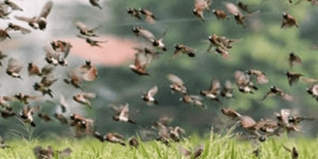 Diawara, alerte sur la menace des oiseaux granivores :  les paysans réclament une intervention urgente de l’État