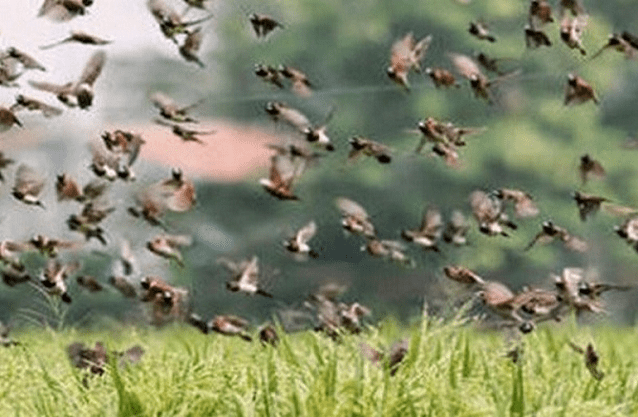 Diawara, alerte sur la menace des oiseaux granivores :  les paysans réclament une intervention urgente de l’État