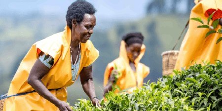 Histoire de la FAO- Rwanda : la culture du thé transforme les communautés rurales et renforce l’autonomisation des femmes