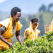 Histoire de la FAO- Rwanda : la culture du thé transforme les communautés rurales et renforce l’autonomisation des femmes