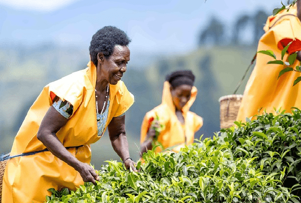 Histoire de la FAO- Rwanda : la culture du thé transforme les communautés rurales et renforce l’autonomisation des femmes