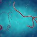 Propagation d’Ebola : le CDC Afrique active une riposte continentale et alerte face aux risques d’extension de l’épidémie