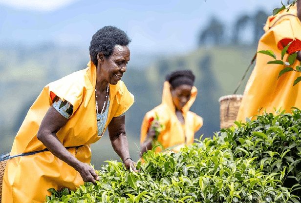 Histoire de la FAO- Rwanda : la culture du thé transforme les communautés rurales et renforce l’autonomisation des femmes