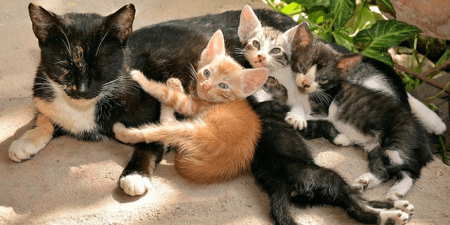 Polémique autour de l’utilisation de chatons dans l’arène : la Direction des Parcs nationaux condamne la maltraitance animale et réclame des sanctions