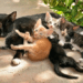 Polémique autour de l’utilisation de chatons dans l’arène : la Direction des Parcs nationaux condamne la maltraitance animale et réclame des sanctions