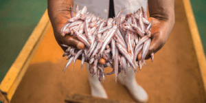 Alerte de la FAO : sécurité alimentaire, attention au poisson douteux