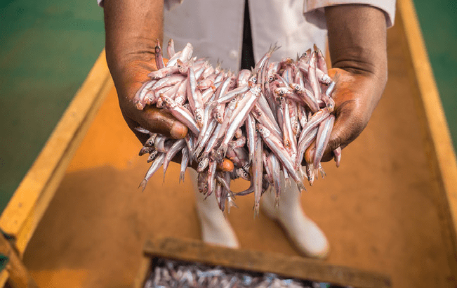 Alerte de la FAO : sécurité alimentaire, attention au poisson douteux