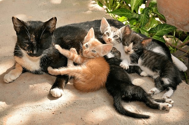 Chronique de l’improviste : Les chatons et nos contradictions Par Henriette Niang Kandé