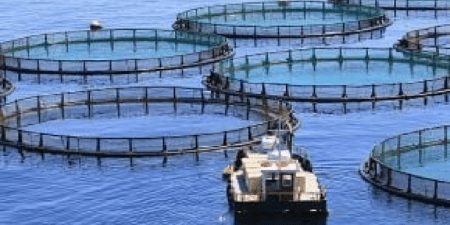 Aquaculture marine : le Sénégal lance sa première ferme en mer pour accélérer la production halieutique