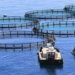 Aquaculture marine : le Sénégal lance sa première ferme en mer pour accélérer la production halieutique
