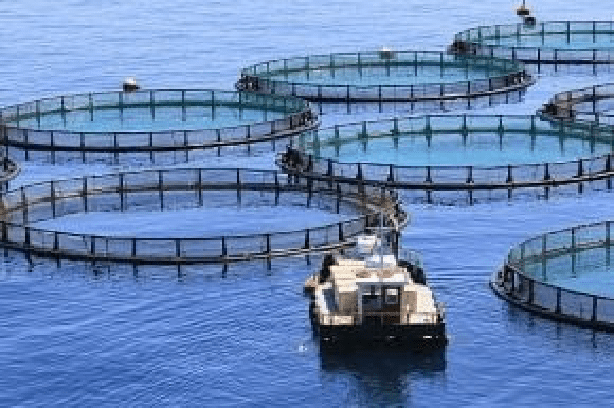 Aquaculture marine : le Sénégal lance sa première ferme en mer pour accélérer la production halieutique