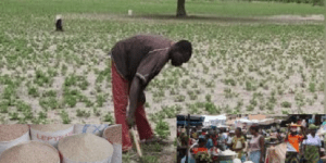 Terres assoiffées, paniers vides : Le grand pari de la souveraineté alimentaire sénégalaise face à l&rsquo;hivernage  Par Aly Saleh