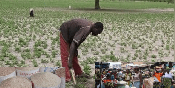 Terres assoiffées, paniers vides : Le grand pari de la souveraineté alimentaire sénégalaise face à l&rsquo;hivernage  Par Aly Saleh