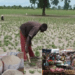 Terres assoiffées, paniers vides : Le grand pari de la souveraineté alimentaire sénégalaise face à l&rsquo;hivernage  Par Aly Saleh