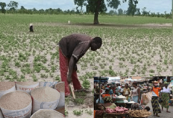 Terres assoiffées, paniers vides : Le grand pari de la souveraineté alimentaire sénégalaise face à l&rsquo;hivernage  Par Aly Saleh