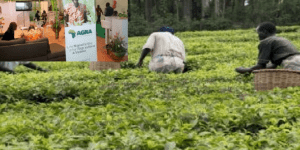 Révolution verte en Afrique : vingt ans après, le modèle de l’AGRA sous le feu des critiques,  l’AFSA alerte sur les limites du modèle
