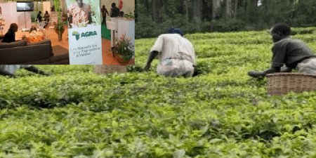 Révolution verte en Afrique : vingt ans après, le modèle de l’AGRA sous le feu des critiques,  l’AFSA alerte sur les limites du modèle