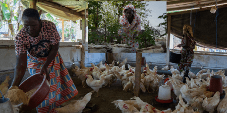 Agriculture durable : comment les femmes d’Aniassué , en Côte d’Ivoire , transforment l’épargne en outil de résilience