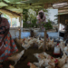 Agriculture durable : comment les femmes d’Aniassué , en Côte d’Ivoire , transforment l’épargne en outil de résilience