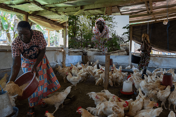 Agriculture durable : comment les femmes d’Aniassué , en Côte d’Ivoire , transforment l’épargne en outil de résilience